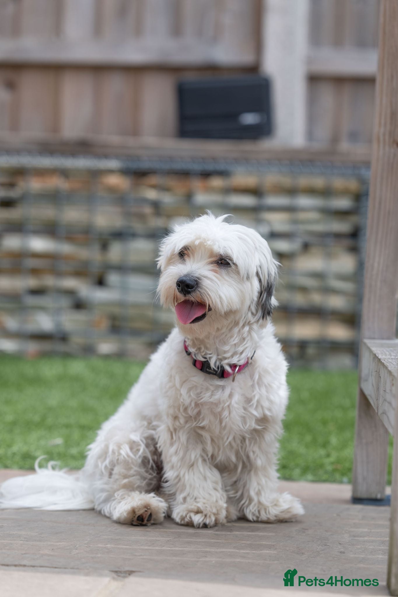 Mixed Breed dogs Regina - nickname - Reggie - Advert 2