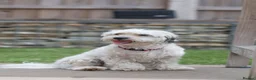 Mixed Breed dogs for adoption: Regina - nickname - Reggie in Fleet - Advert 2
