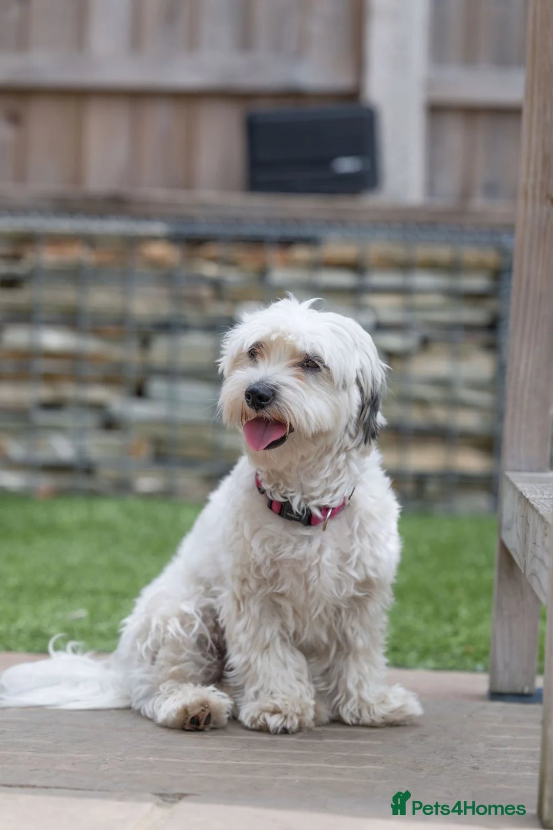 Mixed Breed dogs for adoption: Regina - nickname - Reggie in Fleet - Advert 2