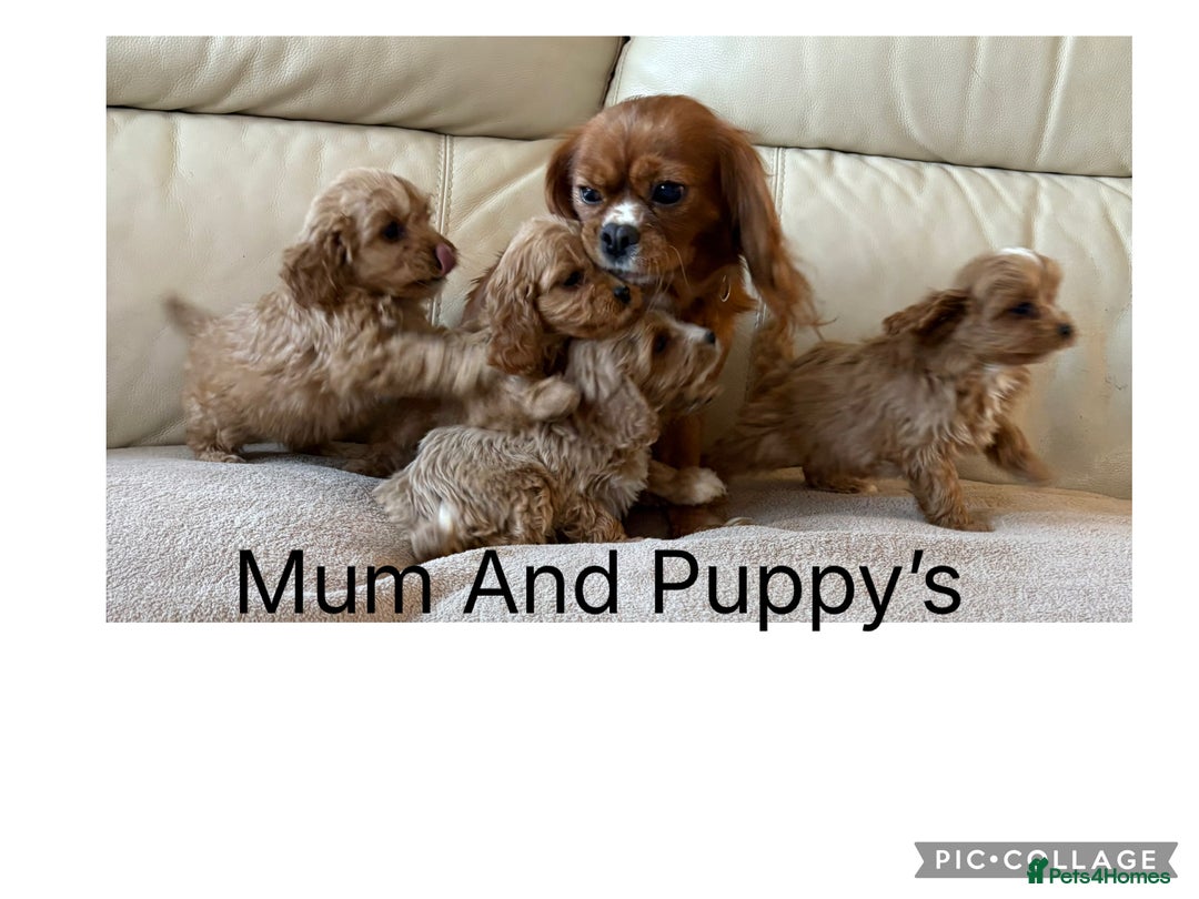 Cavapoo dogs for sale: Beautiful Cavapoo Puppy’s  - Advert 8