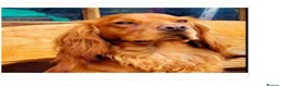 Cocker Spaniel dogs for sale: KC working Cocker puppies  - Advert 19
