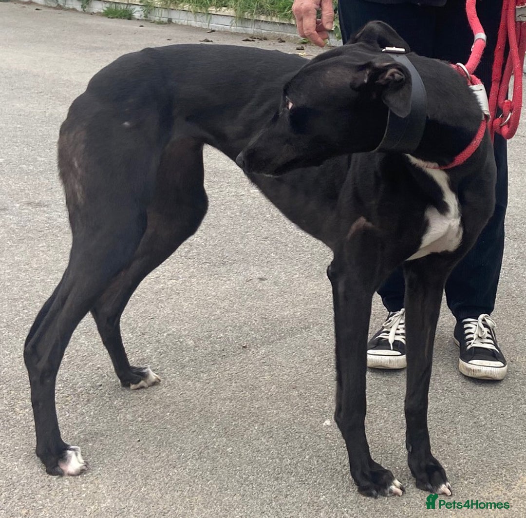 Greyhound dogs for adoption: Sweet & friendly Orandie wants a forever home  - Image 2
