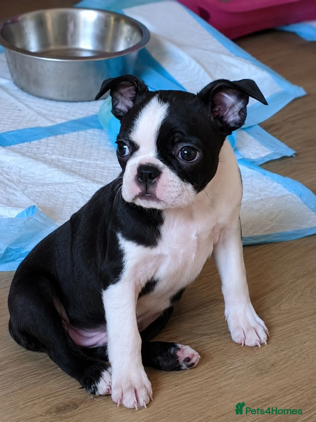 Boston Terrier dogs for sale: KC Registered Boston terrier puppies - Advert 2
