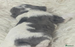 Cavapoo dogs for sale: F1 toy cavapoo extensively health tested  - Image 9