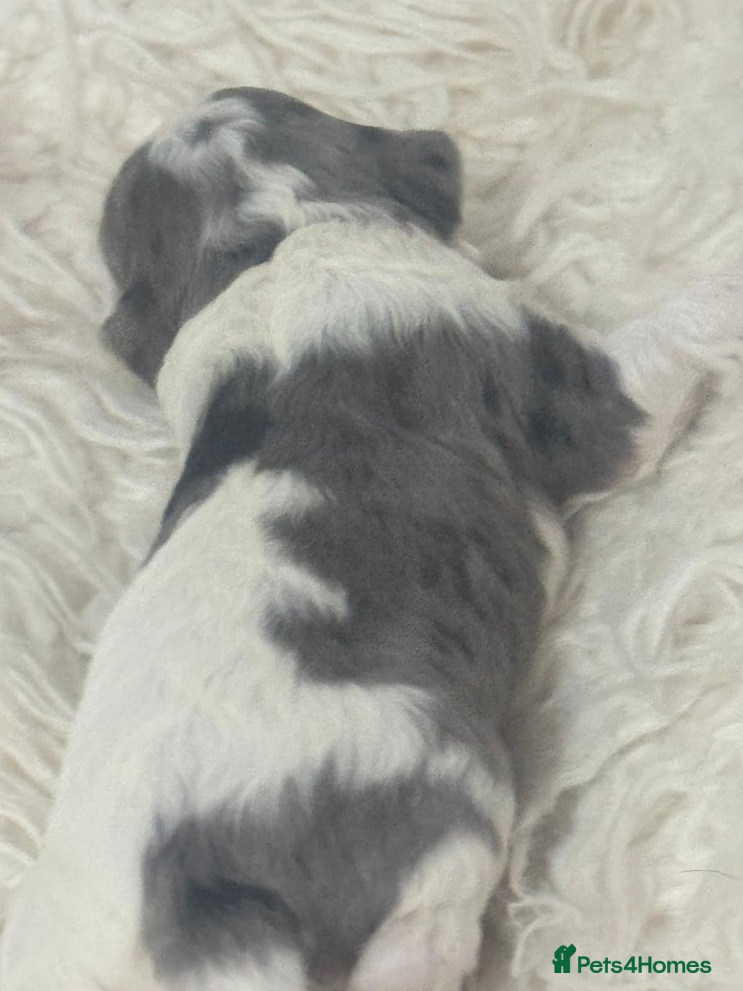 Cavapoo dogs for sale: F1 toy cavapoo extensively health tested  - Image 9