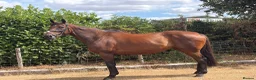 Irish Thoroughbred horses for sale: Super talented yet safe and level headed! in Newark - Advert 2
