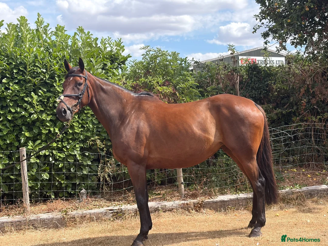 Irish Thoroughbred horses for sale: Super talented yet safe and level headed! in Newark - Advert 2