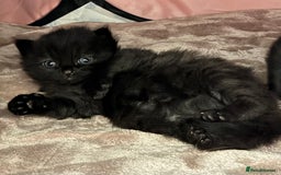 Mixed Breed cats for sale: Beautiful Fluffy Black Female Kitten  - Image 1