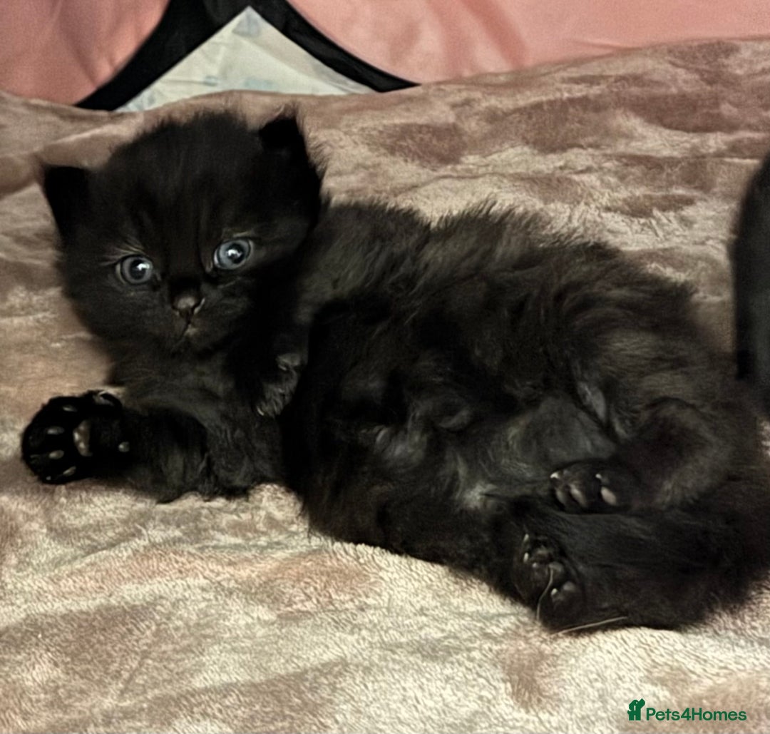 Mixed Breed cats for sale: Beautiful Fluffy Black Female Kitten  - Image 1