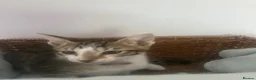 Mixed Breed cats for sale: Siamese cross boys available - Advert 4