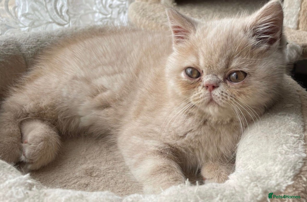 Exotic cats Kittens for sale - Advert 2