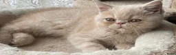 Exotic cats for sale: Kittens for sale - Advert 1