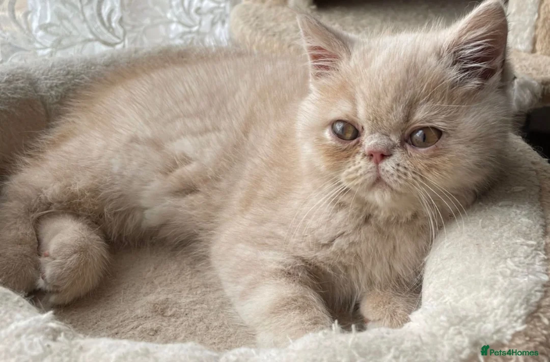 Exotic cats for sale: Kittens for sale - Advert 1