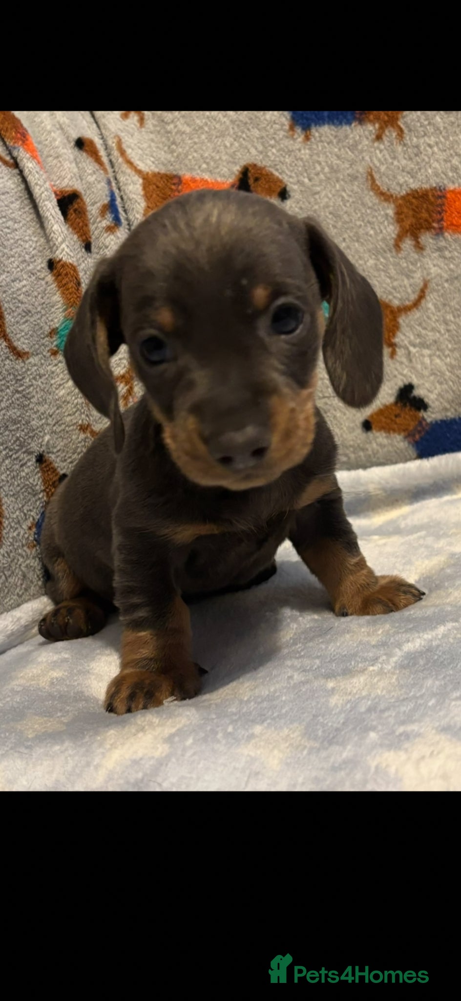 Miniature Dachshund dogs Stunning miniature dachshund puppies - Advert 1