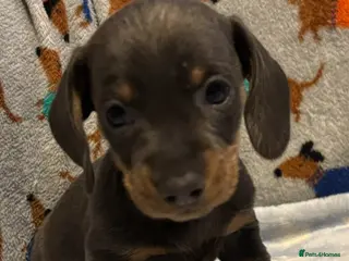 Miniature Dachshund dogs Stunning miniature dachshund puppies - Advert 1