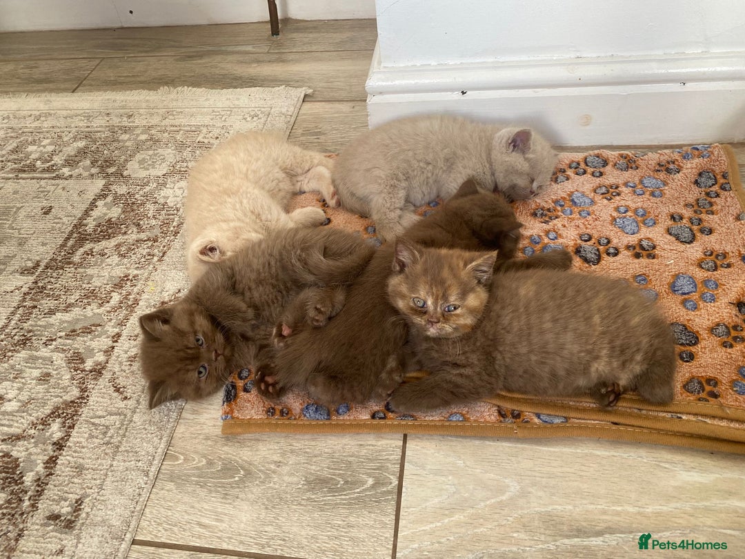 British Shorthair cats for sale: CHUNKY PEDIGREE BSH CHOC/CREAM/FAWN/TORTE KITTENS  in Birmingham - Image 10