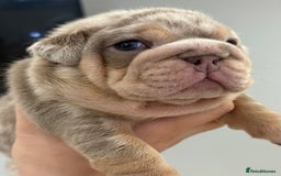 English Bulldog dogs for sale: Kc litter outstanding bloodlines bulldog pups  - Image 12