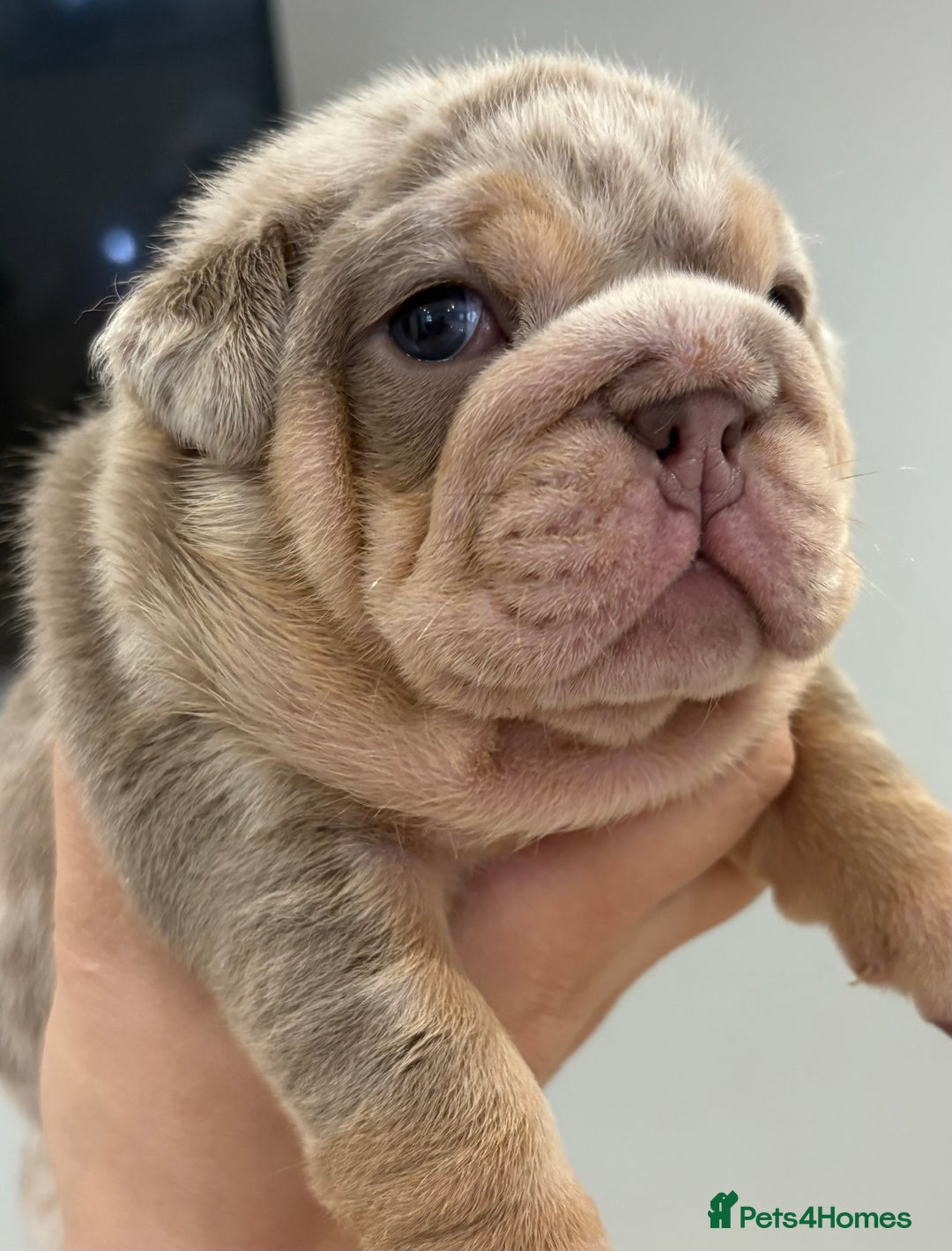 English Bulldog dogs for sale: Kc litter outstanding bloodlines bulldog pups  - Image 12