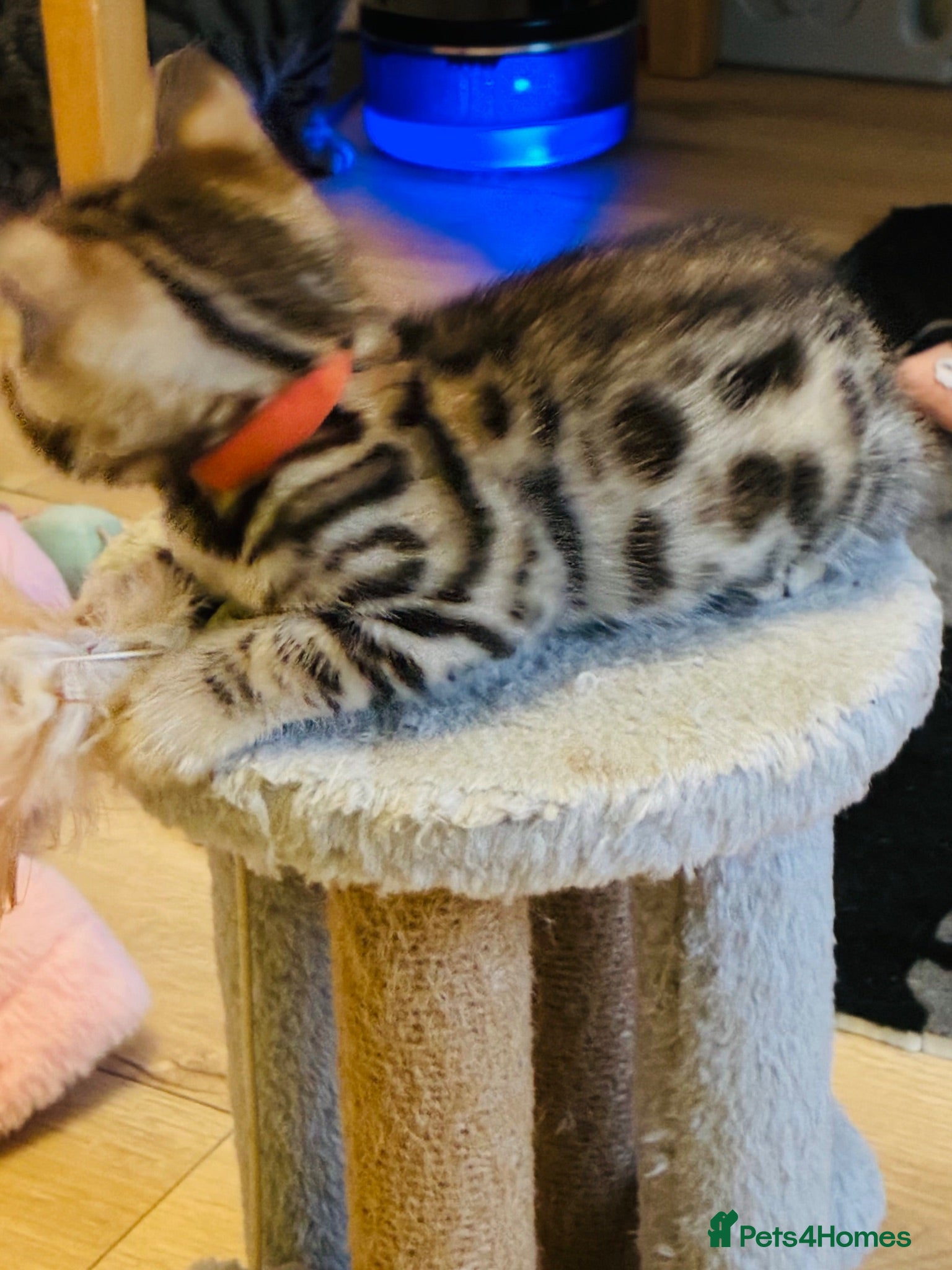 Bengal cats FINAL KITTEN!! Beautiful Bengal kittens .  - Advert 1