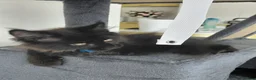 Maine Coon cats for sale: Ticca Black smoke x 3 male maine coons.  - Advert 9