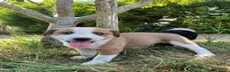 Mixed Breed dogs for sale: 🐾 COLLIE x LURCHER PUPPIES – 3 HANDSOME BOYS 🐾 - Advert 11