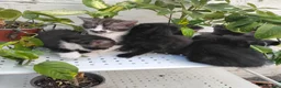 Mixed Breed cats for sale: Adorable kittens for sale BHS - Advert 5