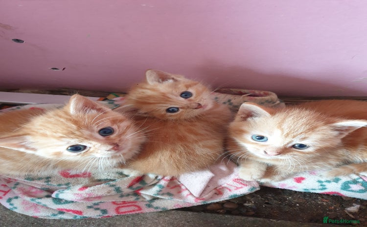 Domestic Shorthair cats - Advert 1