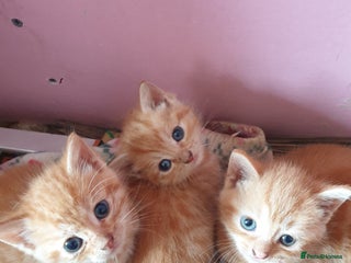 Domestic Shorthair cats - Advert 22