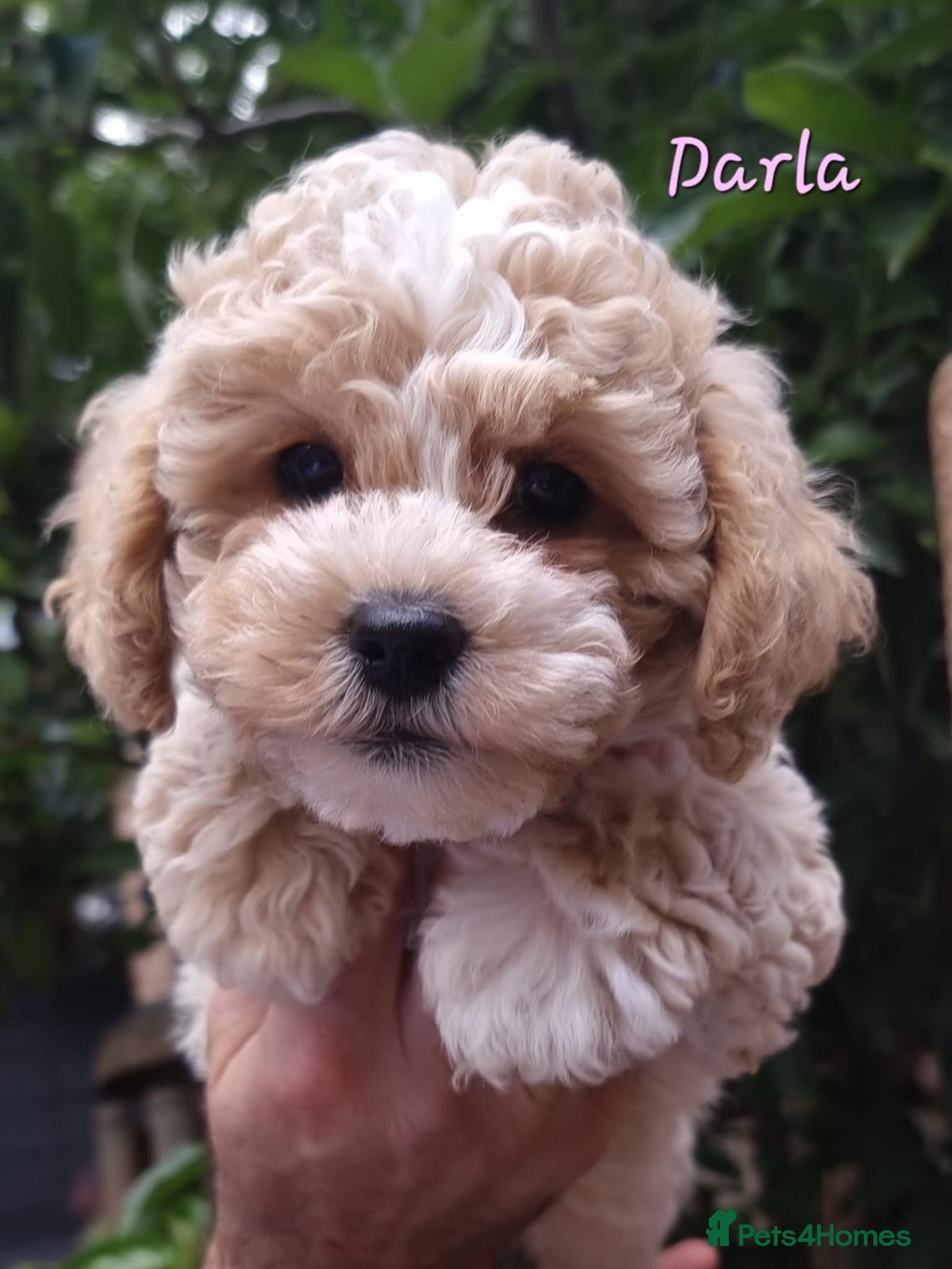 Shihpoo dogs ❤️Beautiful Shihpoo's❤️ - Advert 1