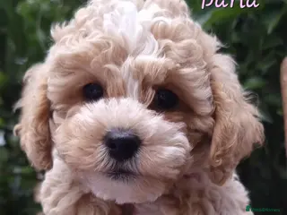 Shihpoo dogs ❤️Beautiful Shihpoo's❤️ - Advert 1