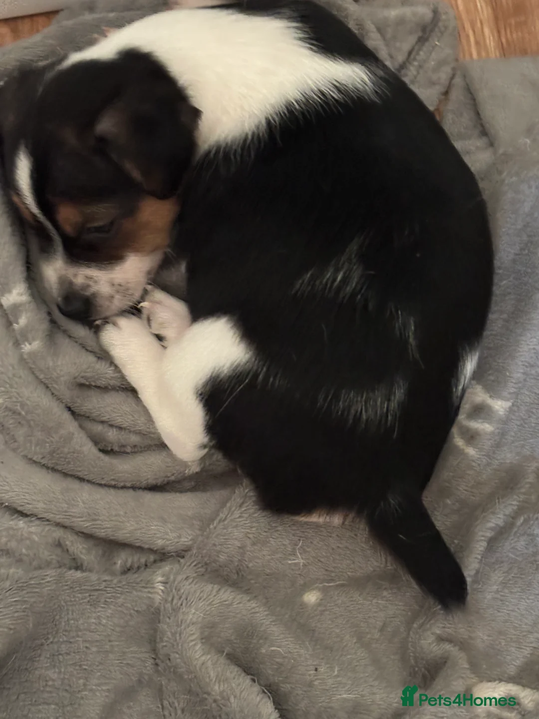 Jack Russell dogs for sale: 2 remaining Traditional Jack Russell’s  - Advert 39
