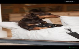 Mixed Breed dogs for sale: Yorkie x daxy puppies  - Image 5