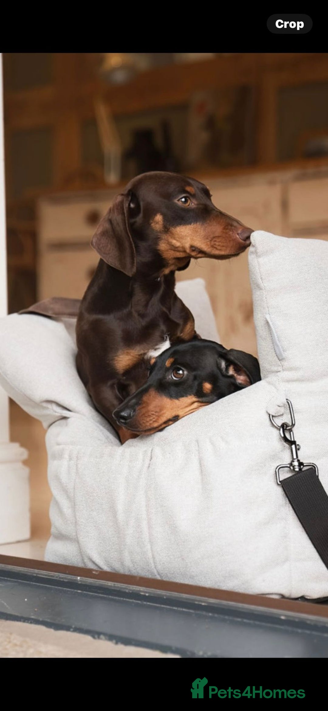 Mixed Breed dogs for sale: Yorkie x daxy puppies  - Image 5