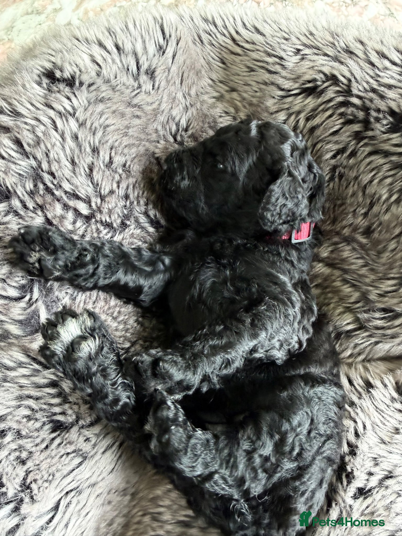 Labradoodle dogs Labradoodle Puppies - Advert 2
