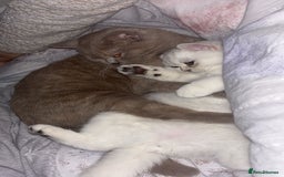 British Shorthair cats for sale: Two British Short Hairs-Have To Be Sold Together - Image 3