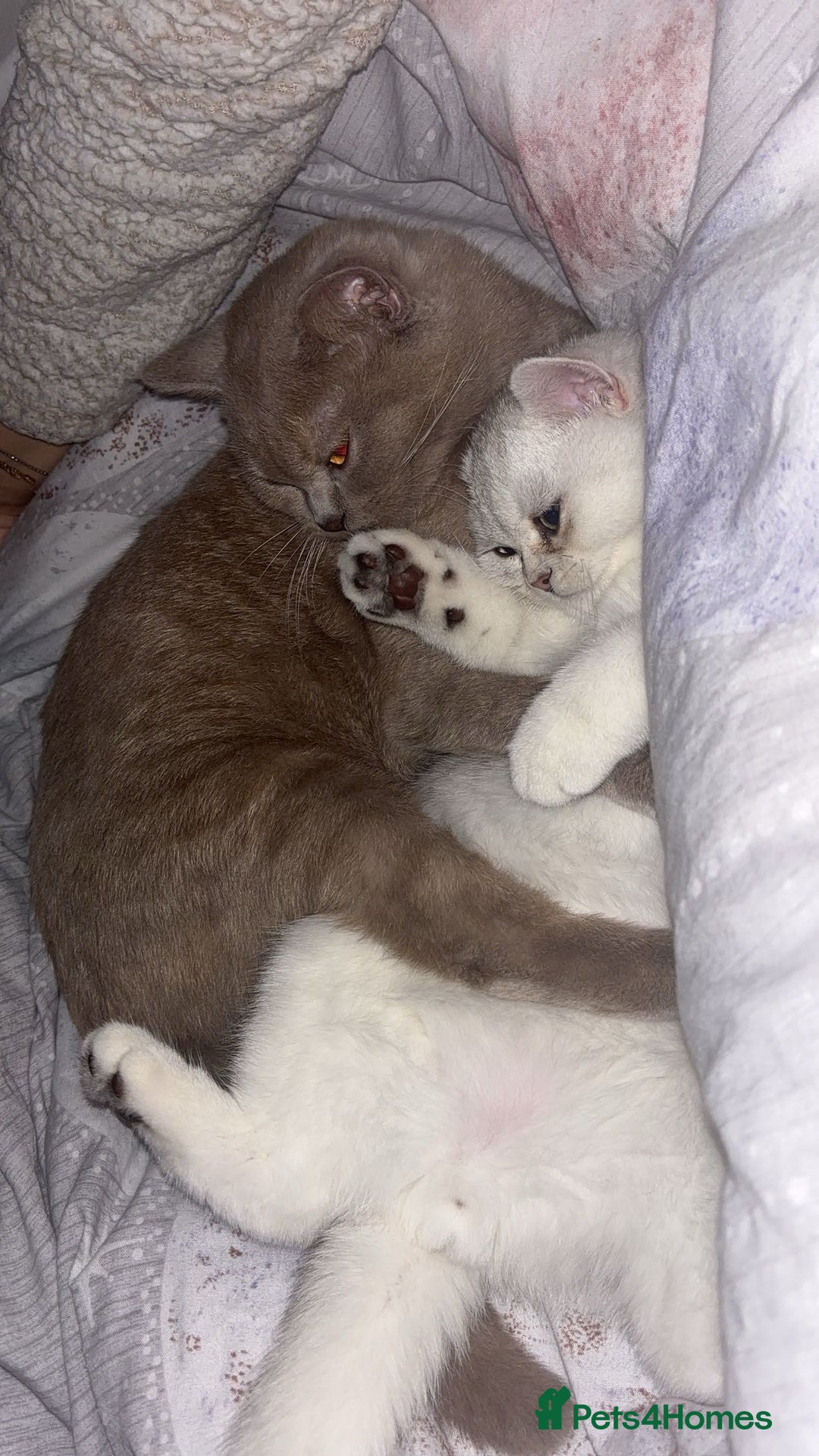 British Shorthair cats for sale: Two British Short Hairs-Have To Be Sold Together - Image 3