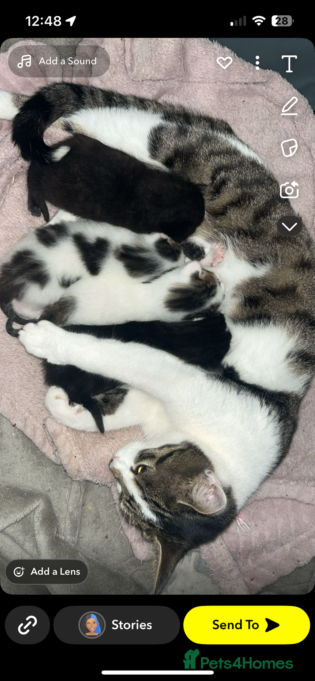 Mixed Breed cats for sale: Boy kitten - Image 2