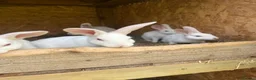 New Zealand rabbits for sale: Rabbits for sale very nice and very friendly with  - Advert 8