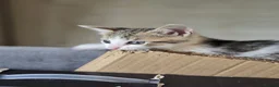 Mixed Breed cats for sale: 🐾 Beautiful Kittens Ready for New Homes 🐾 - Advert 7