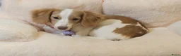 Miniature Dachshund dogs for sale: Miniature Dachshund  - Advert 1