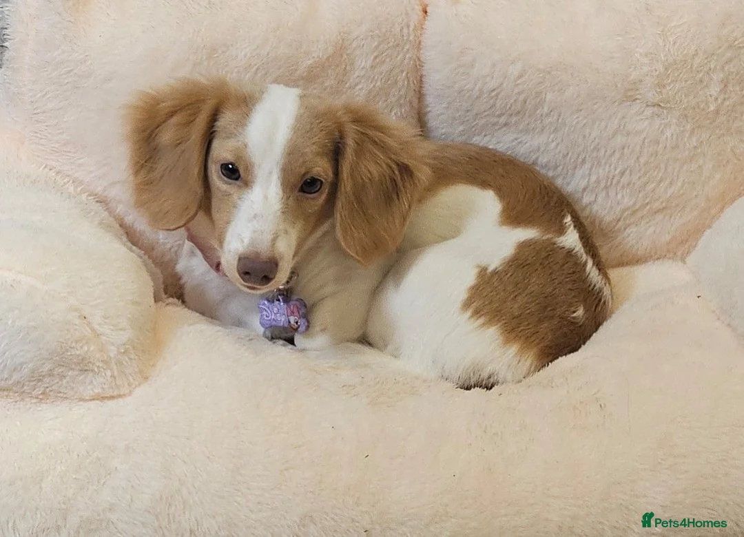 Miniature Dachshund dogs for sale: Miniature Dachshund  - Advert 1