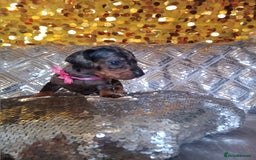 Miniature Dachshund dogs for sale: 7 MINIATURE DUSCHUND PUPPIES 🐶  - Image 19