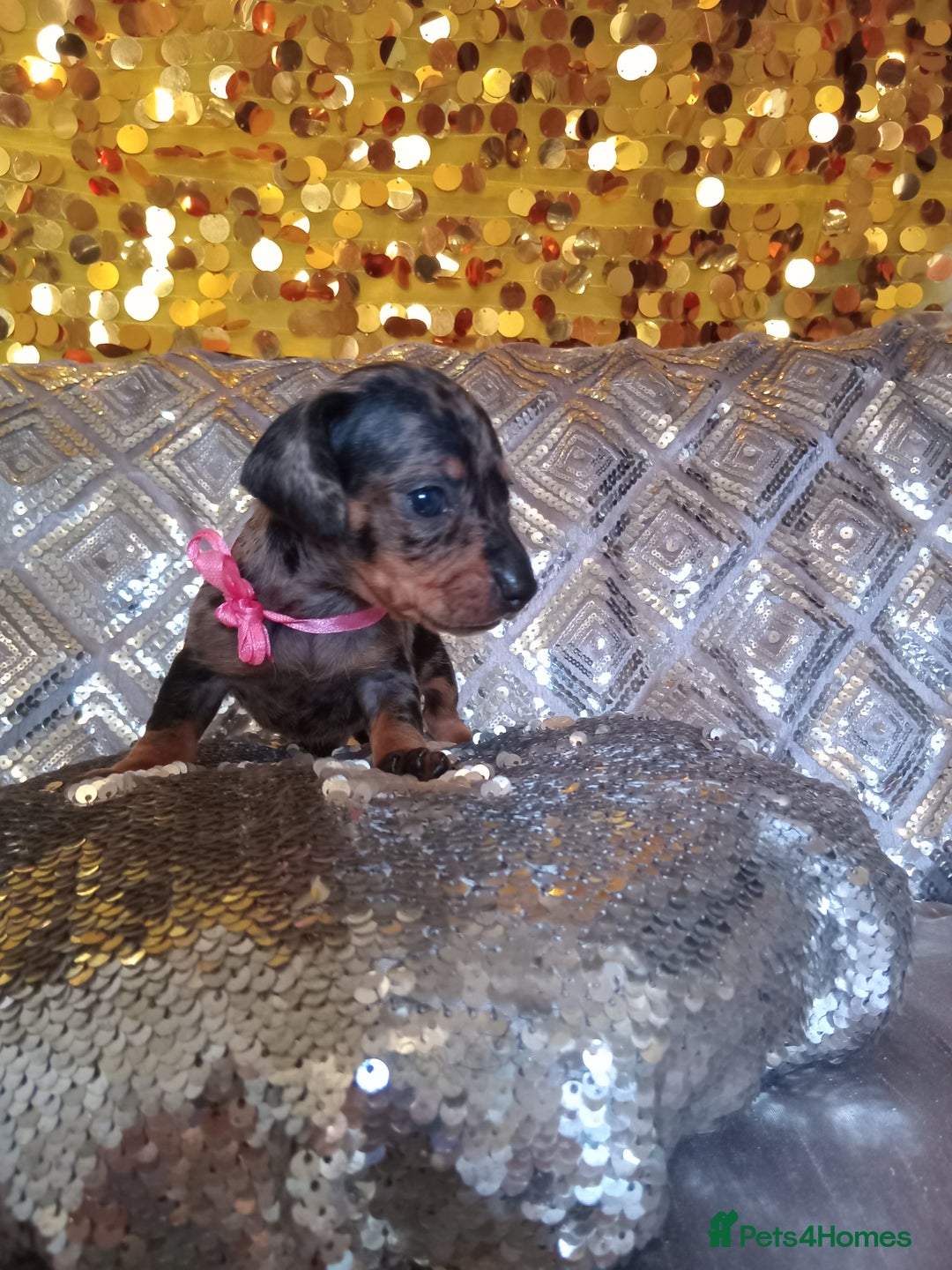 Miniature Dachshund dogs for sale: 7 MINIATURE DUSCHUND PUPPIES 🐶  - Image 19