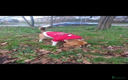 Beagle dogs for sale: Searching home for Tarah ! - Image 4