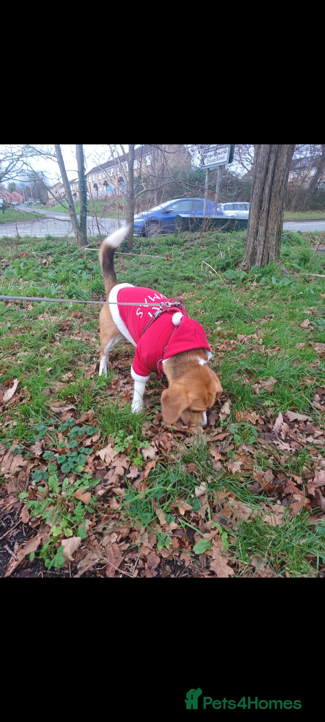 Beagle dogs for sale: Searching home for Tarah ! - Image 4