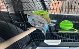 Budgerigars birds for sale: Tame budgies with cage and accessories and food - Image 2