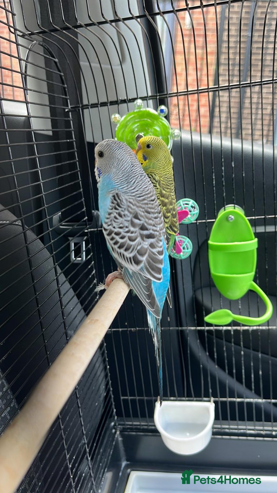 Budgerigars birds for sale: Tame budgies with cage and accessories and food - Image 2