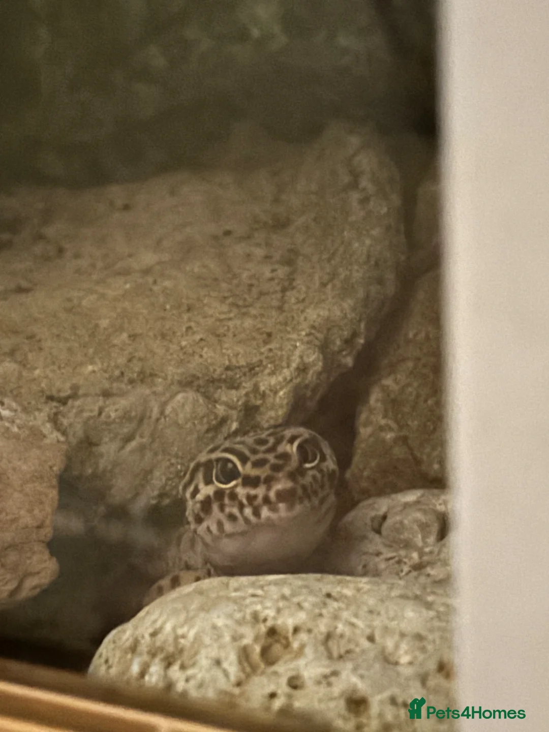Leopard Gecko reptiles for sale: Male leopard gecko for rehoming in Chipping Campden - Advert 3