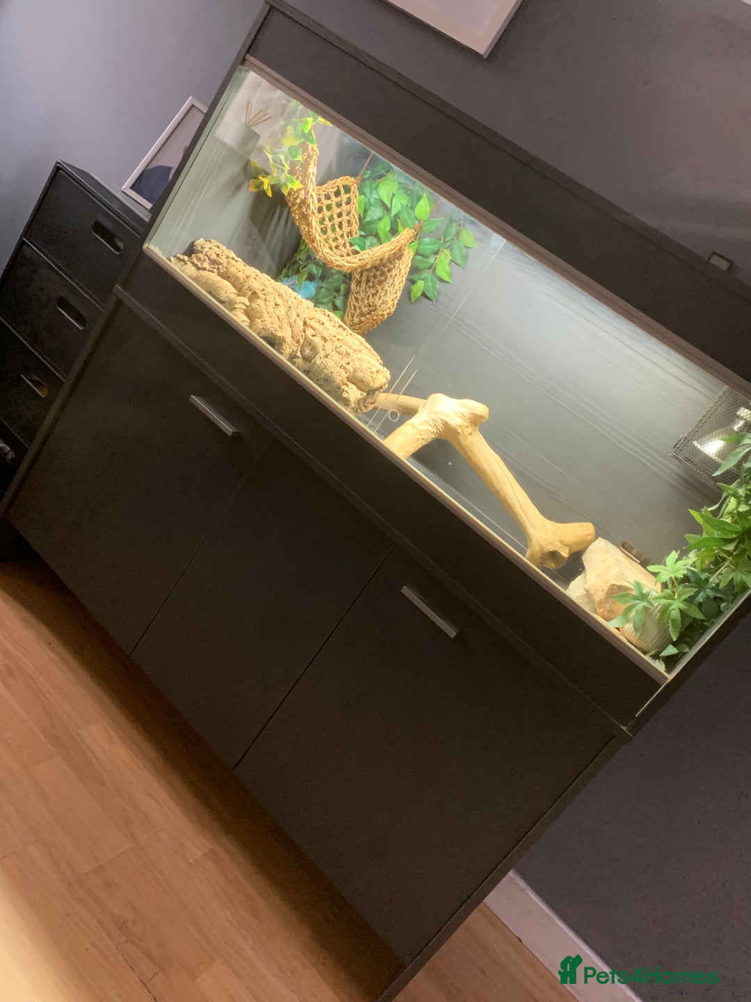 Dragon reptiles for sale: Mia the Beautiful bearded dragon  - Image 10