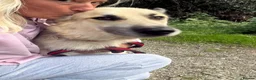 Mixed Breed dogs for adoption: Hal - Norwich Norfolk  - Advert 10
